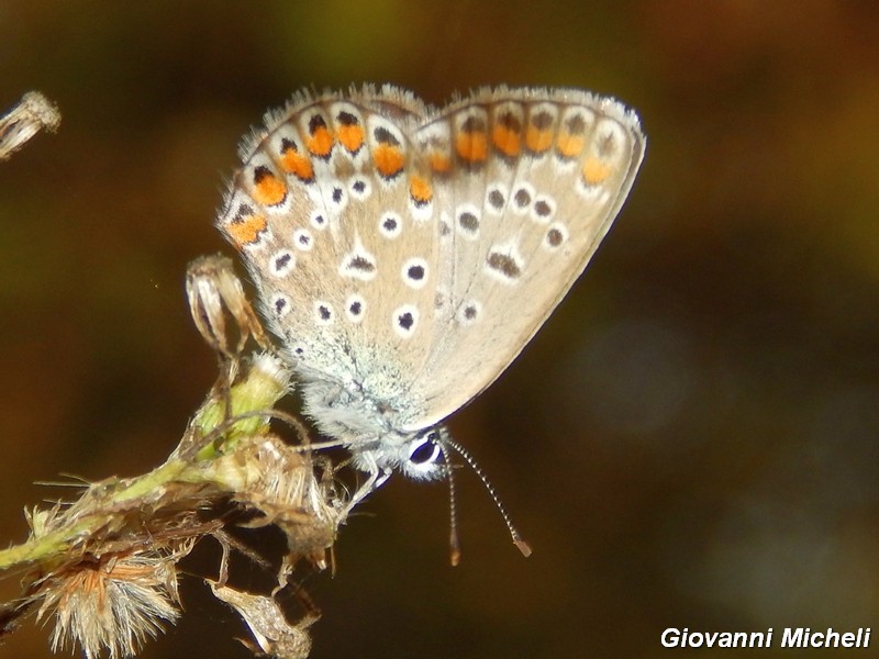 Parco del ticino: incontri del 4/10/14